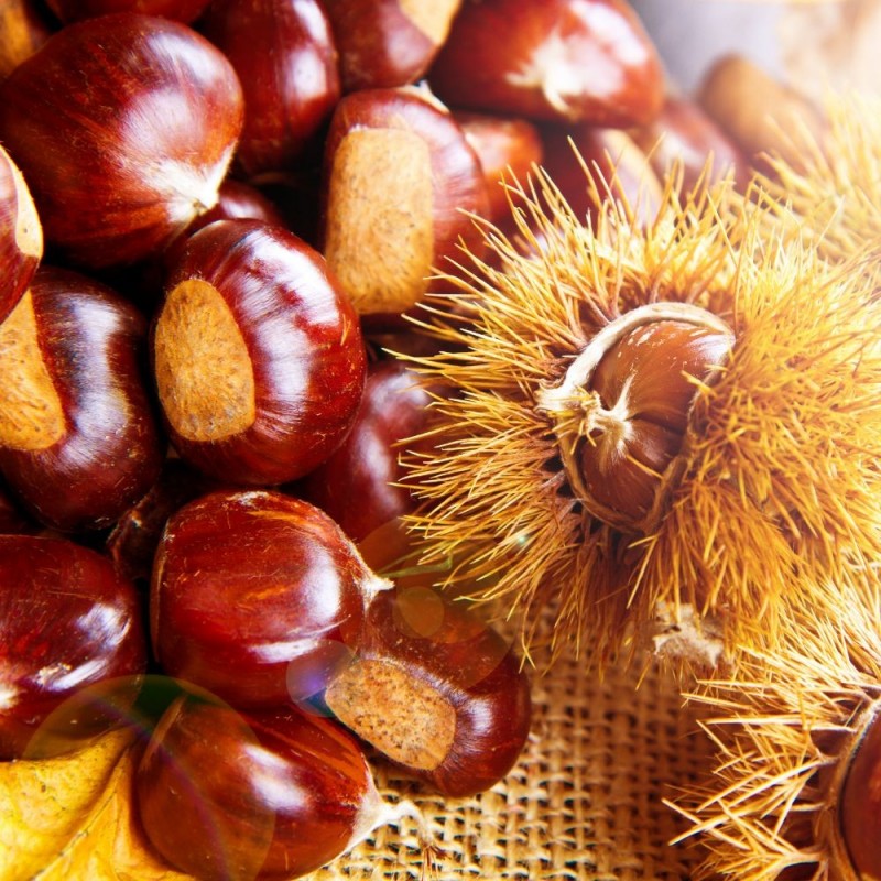 Castagne in confezione da 5 kg